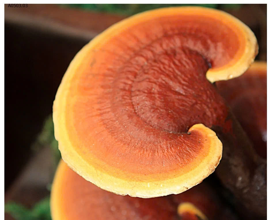 XIANGLIGE ® – Bột linh chi phá vách tế bào- sỉ 140k